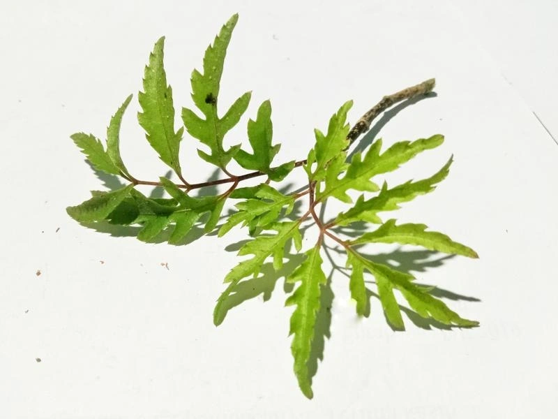 Thực phẩm lợi sữa