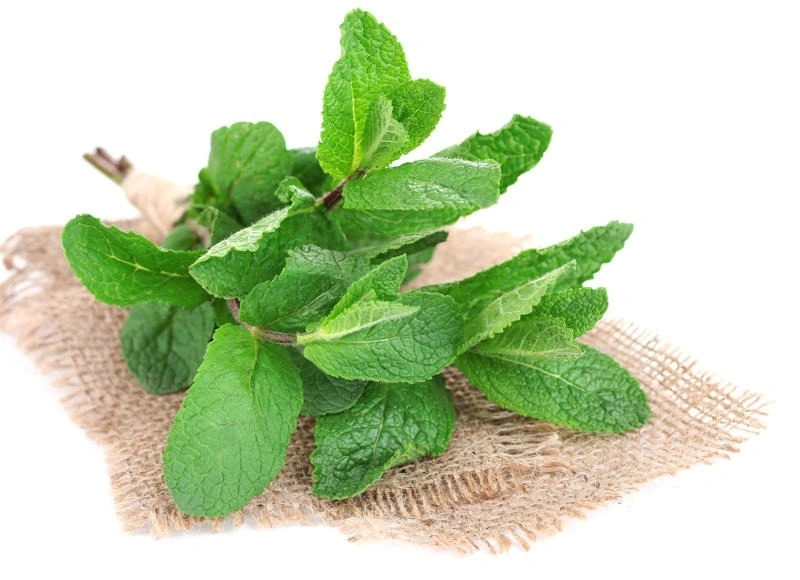 Bài thuốc dân gian chữa sốt cho trẻ từ bạc hà