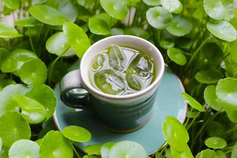 Bà bầu không nên ăn rau má