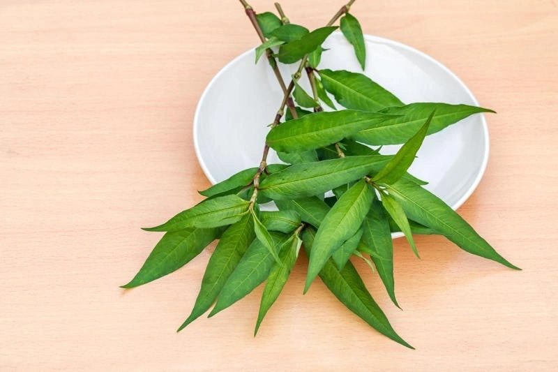 Rau răm gây mất sữa mẹ