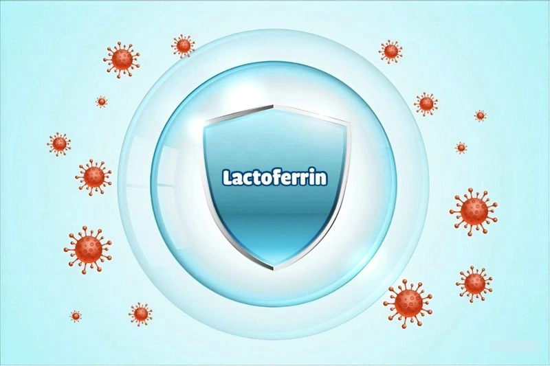 Lactoferrin