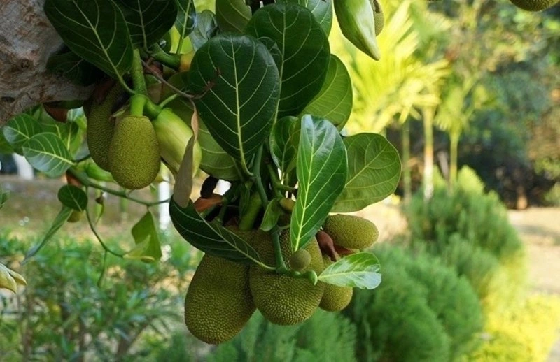 Mẹo dân gian gọi sữa về bằng lá mít